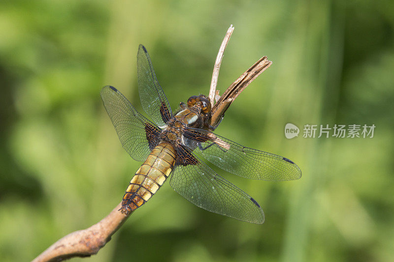 宽体追击蜻蜓(Libellula depressa)